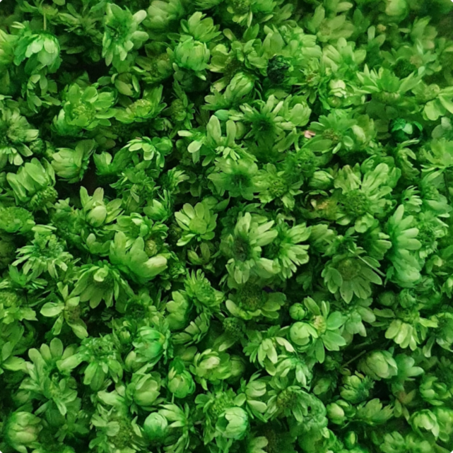 Dried Miniature Flowers - Green - Keipach