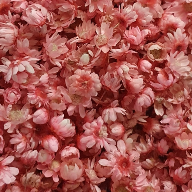 Dried Miniature Flowers - Light Pink - Keipach