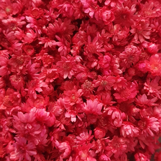 Dried Miniature Flowers - Red - Keipach