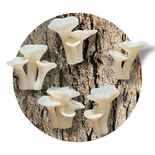 Chanterelle Mushroom Cluster Miniature Inserts