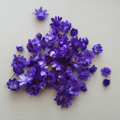 small purple dried flowers