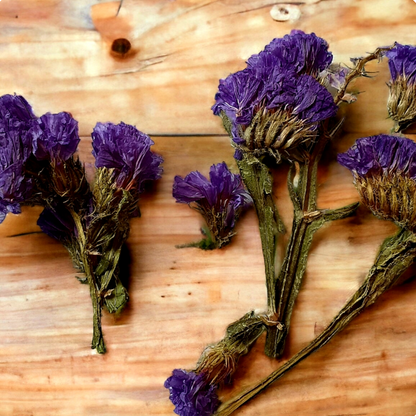 Press Dried Forget Me Not - Keipach