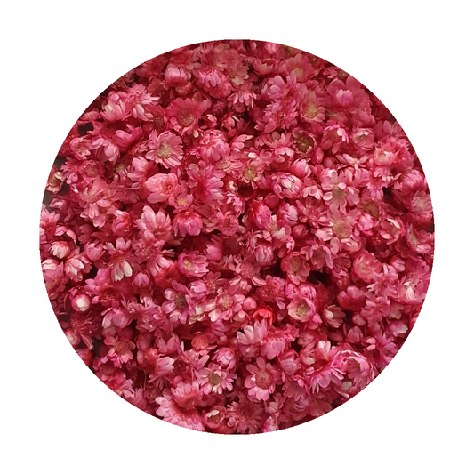 Dried_flowers_dark_pink