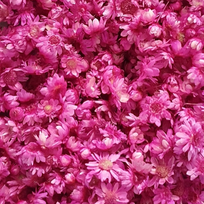 Dried Miniature Flowers - Fuchsia - Keipach